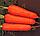 Семена морковь Шантенэ Королевская (банка-500гр - 425000шт), фото 2