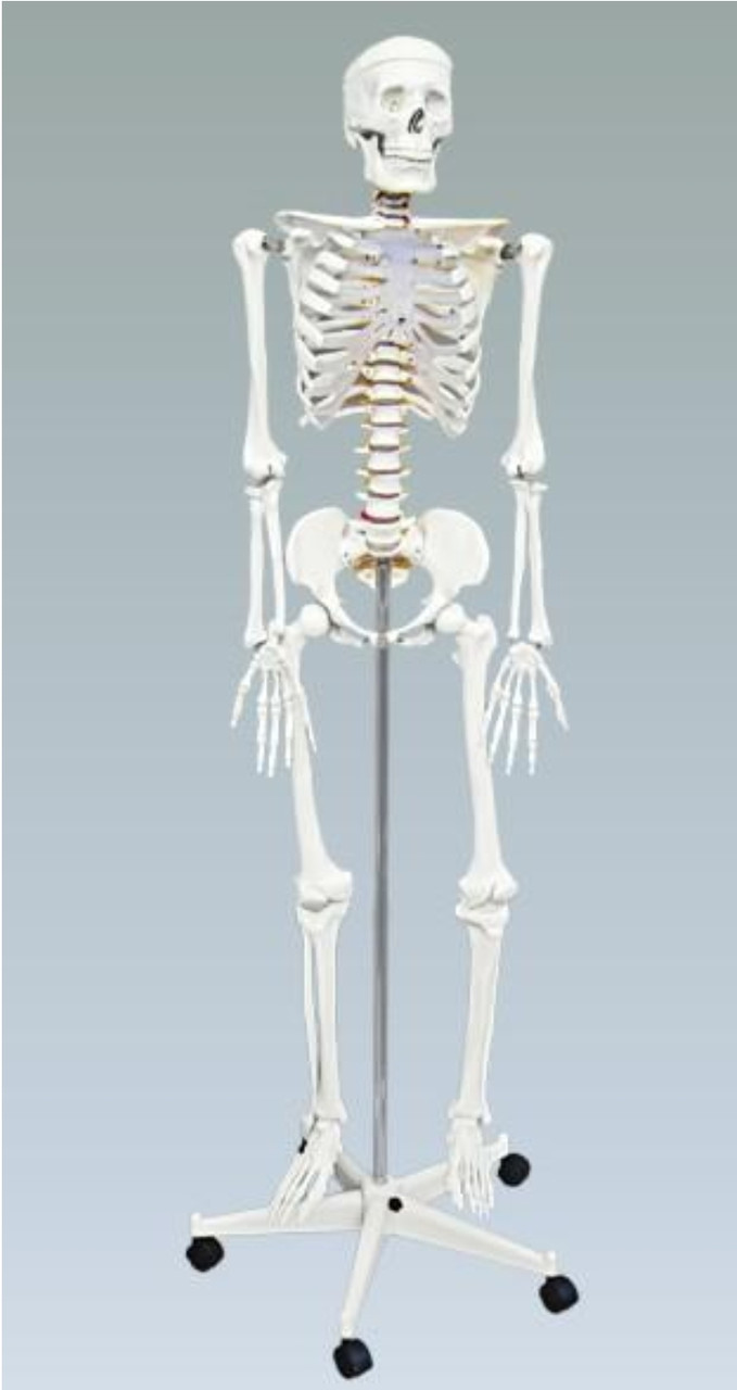 Скелет человека на роликовой подставке, 170 см - фото 1 - id-p60906990