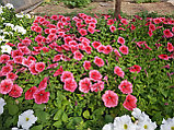 Петуния розовая с красными прожилками sugar daddy, фото 2