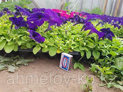 Әйелді бір жұп қағып алған Әйелдер трусики астындағы фотосуреттер