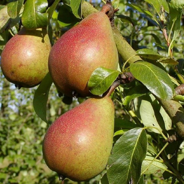 Груша сорт Bonne Louise d'Avranches, Добрая Луиза