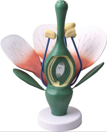 Модель цветка двудольных растений - фото 1 - id-p61068601
