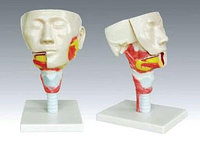 Модель "Голова с мышцами" (в разрезе)