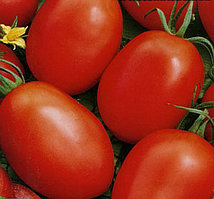 Семена томат Новичок (1 уп-50 гр -13500 шт)