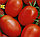 Семена томат Новичок (1 уп-500 гр -135000 шт), фото 2