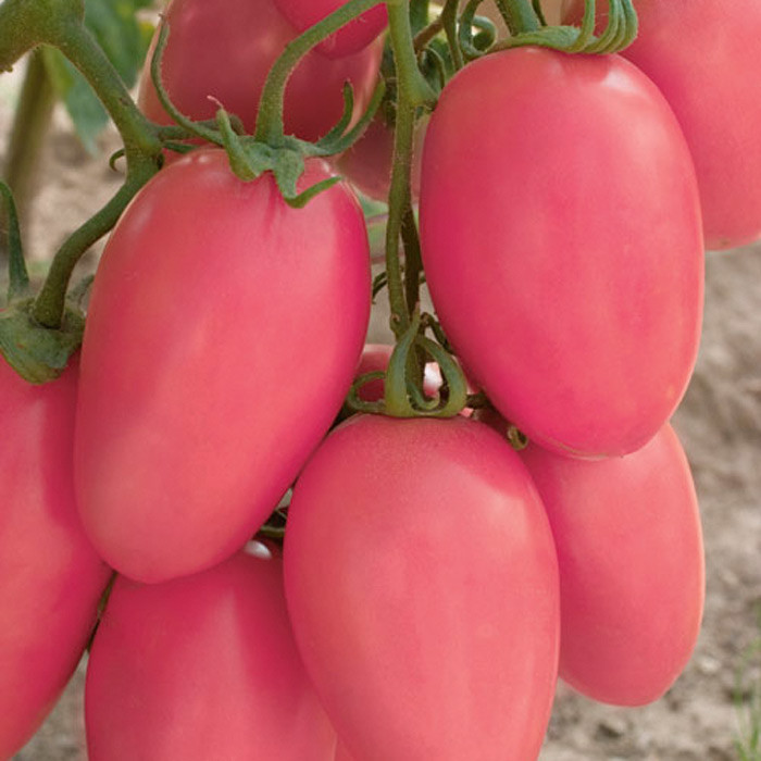 Семена томат Новичок розовый 50 гр