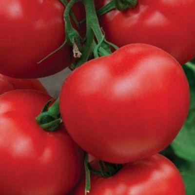 Семена томат Пегас F1 500 шт