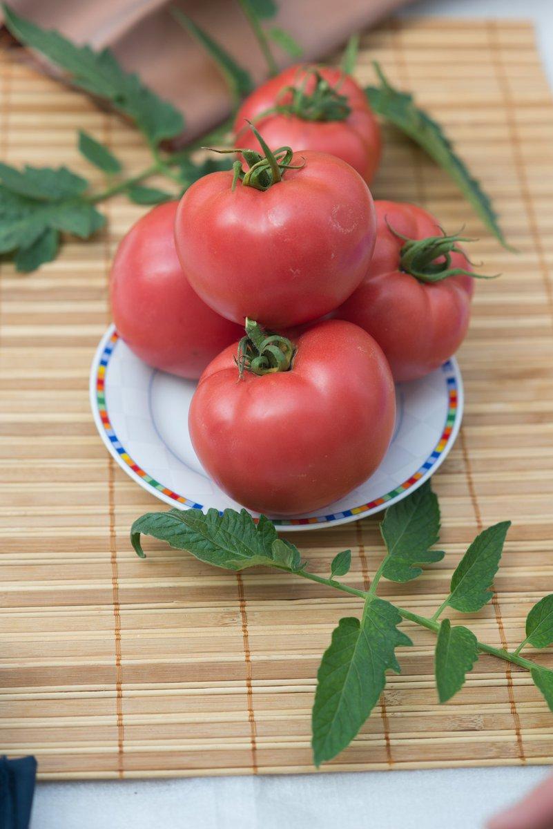 Семена томат Розанна F1 100 шт