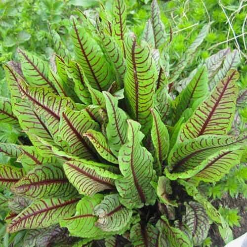 Порно пискадан сперманы жалайды