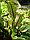 Семена щавель Красные узоры (1 уп-10 гр - 9500 шт), фото 2
