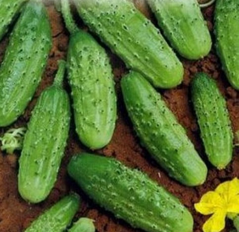 Семена огурец Бастион F1 (1 уп-1000 шт)