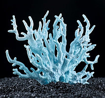 Коралл голубой малый