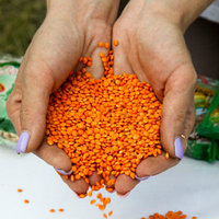 Очищенная красная чечевица 20 тонн