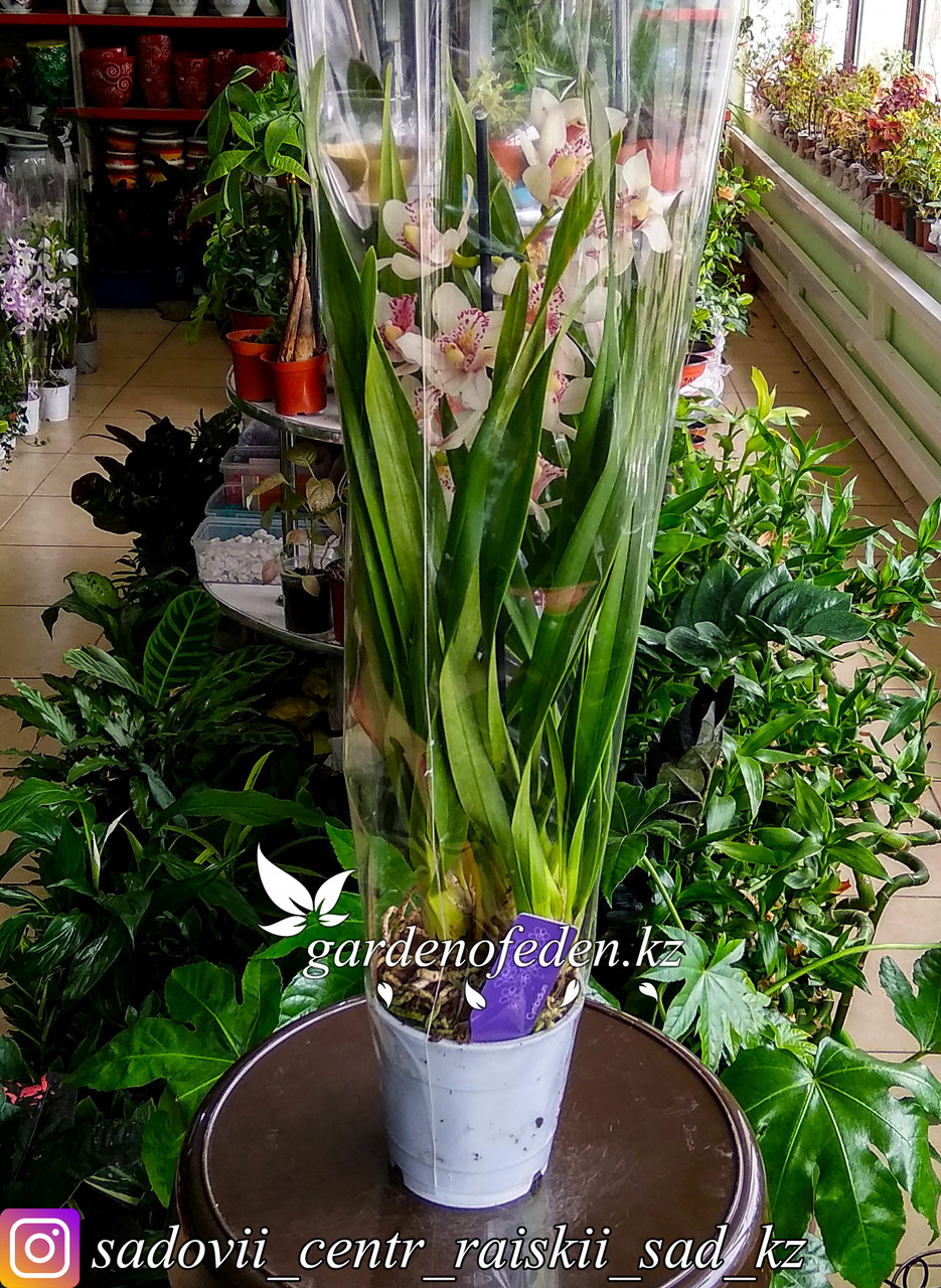 Орхидея "Цимбидиум" (в пластиковом транспортировочном горшке, под  стеклом)