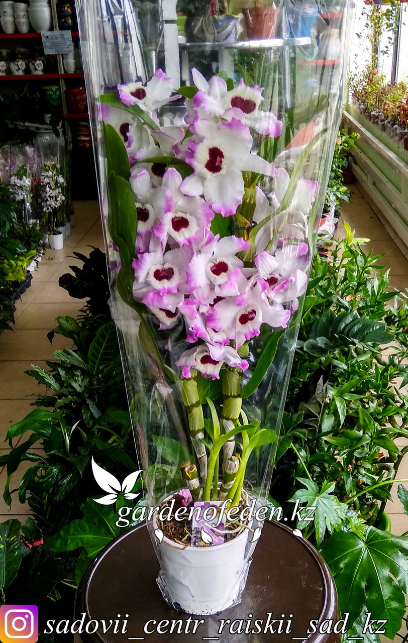 Орхидея "Дендробиум Нобиле" (в пластиковом транспортировочном горшке, под  стеклом)