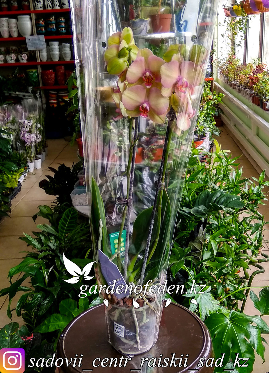 Орхидея "Фаленопсис" (в пластиковом транспортировочном горшке, под стеклом) - фото 1 - id-p61272038