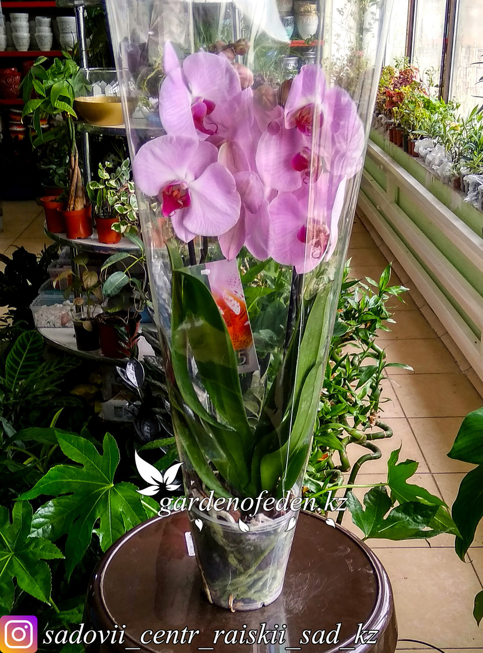 Орхидея "Фаленопсис" (в пластиковом транспортировочном горшке, под стеклом) - фото 1 - id-p61272046