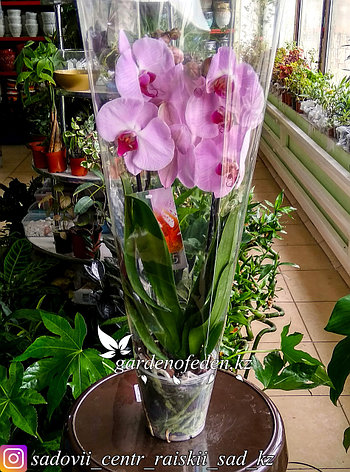 Орхидея "Фаленопсис" (в пластиковом транспортировочном горшке, под  стеклом), фото 2