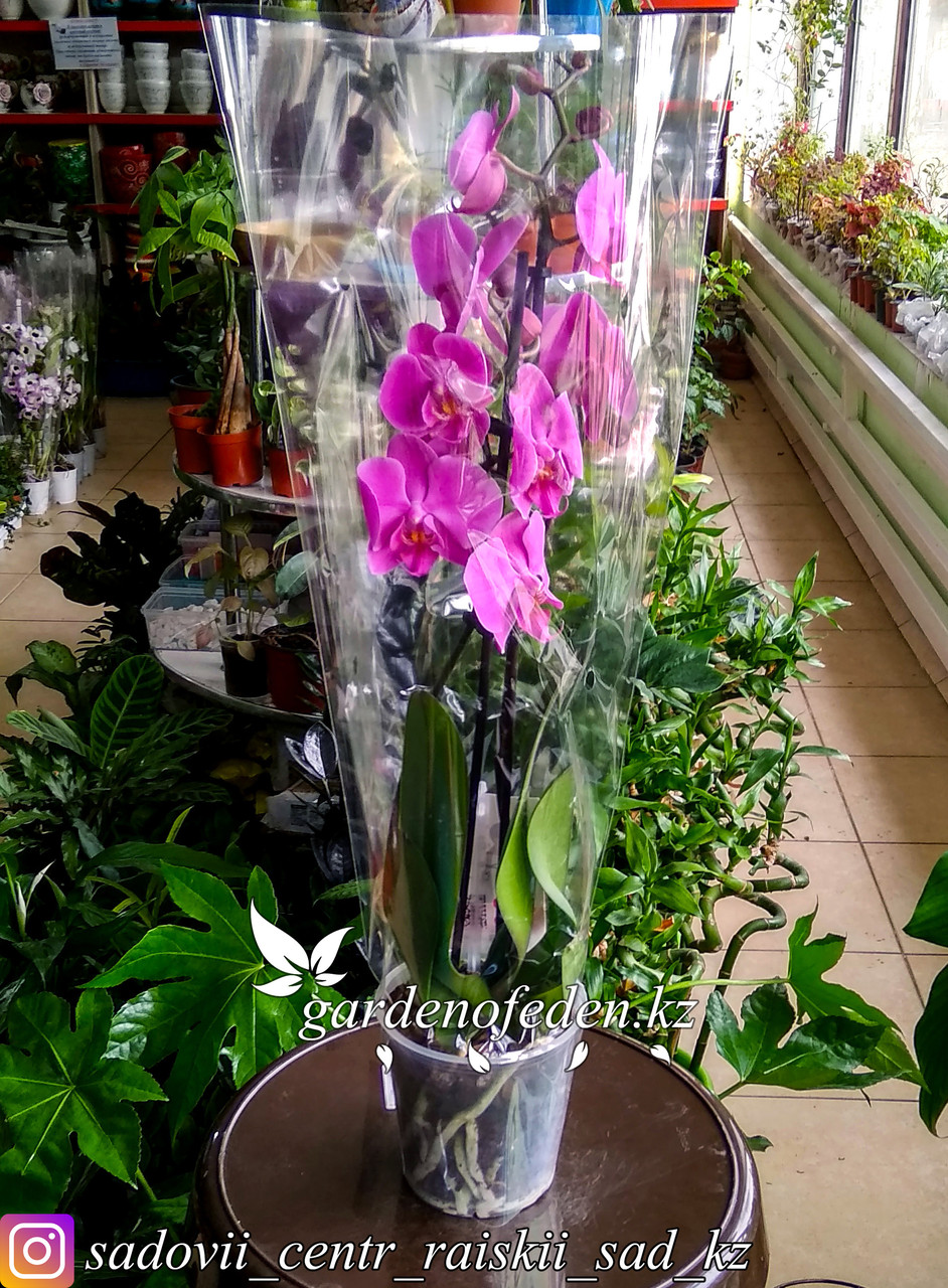 Орхидея "Фаленопсис" (в пластиковом транспортировочном горшке, под  стеклом)