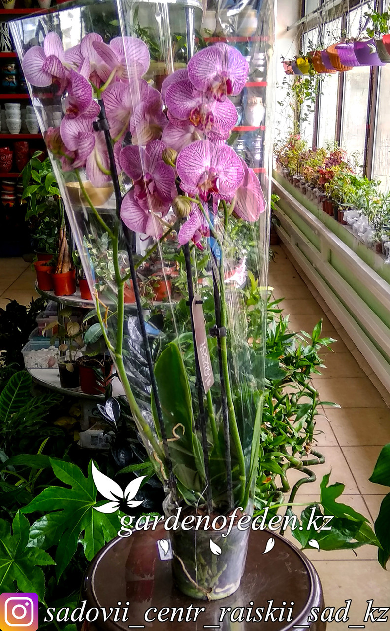 Орхидея "Фаленопсис" (в пластиковом транспортировочном горшке, под стеклом) - фото 1 - id-p61272054