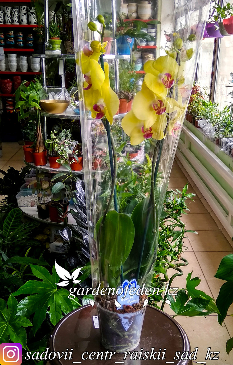 Орхидея "Фаленопсис" (в пластиковом транспортировочном горшке, под стеклом) - фото 1 - id-p61272057