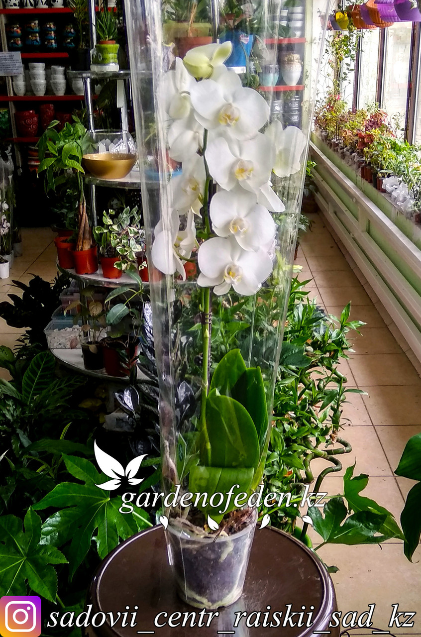 Орхидеи цена челябинск доставка цветов