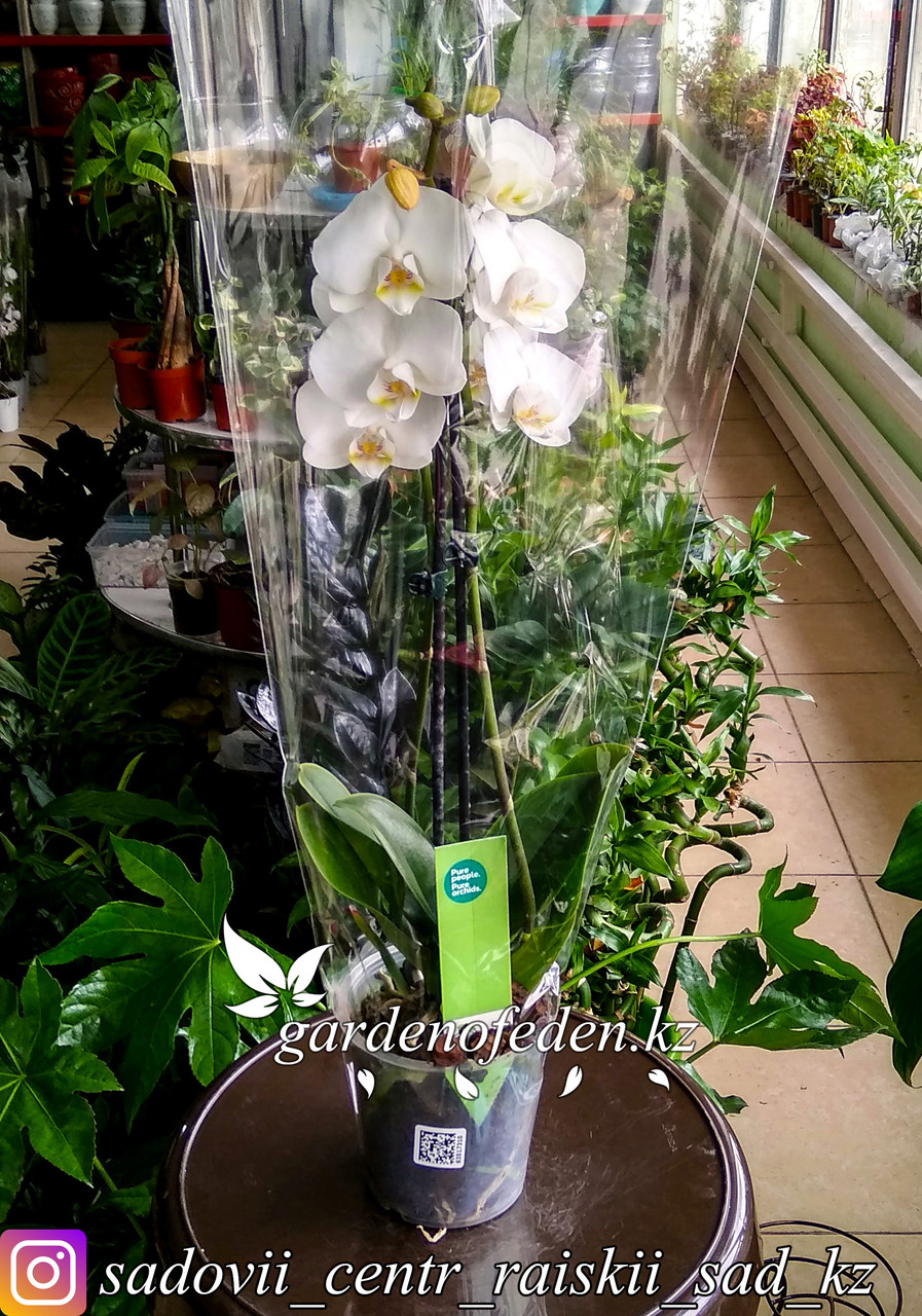 Орхидея "Фаленопсис" (в пластиковом транспортировочном горшке, под стеклом) - фото 1 - id-p61272064