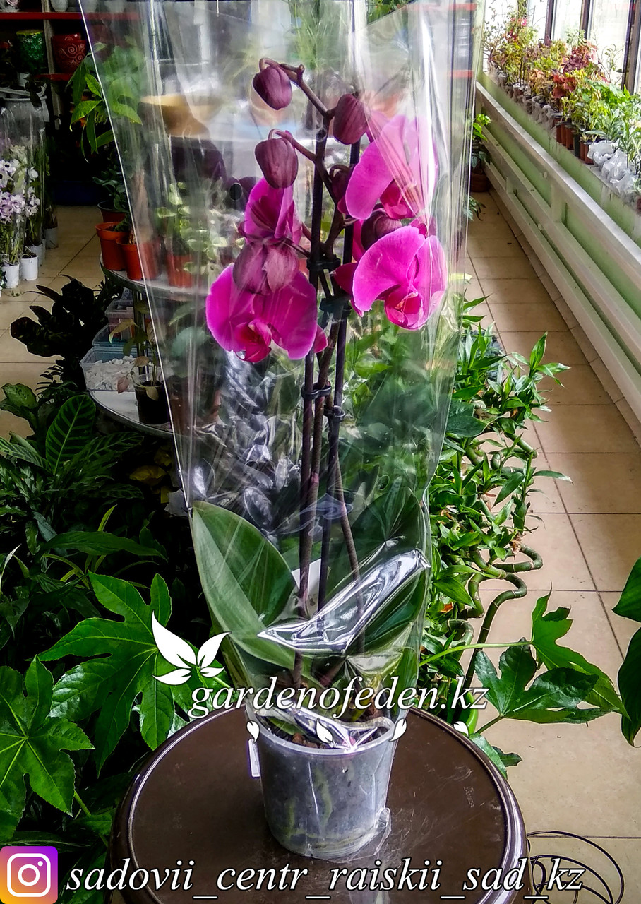Орхидея "Фаленопсис" (в пластиковом транспортировочном горшке, под стеклом) - фото 1 - id-p61272073