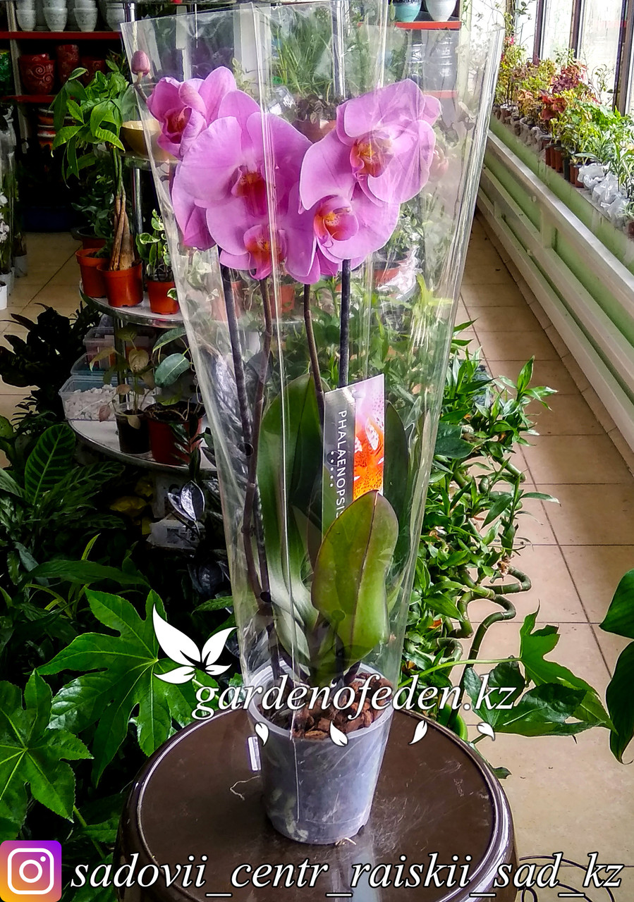 Орхидея "Фаленопсис" (в пластиковом транспортировочном горшке, под стеклом) - фото 1 - id-p61272076