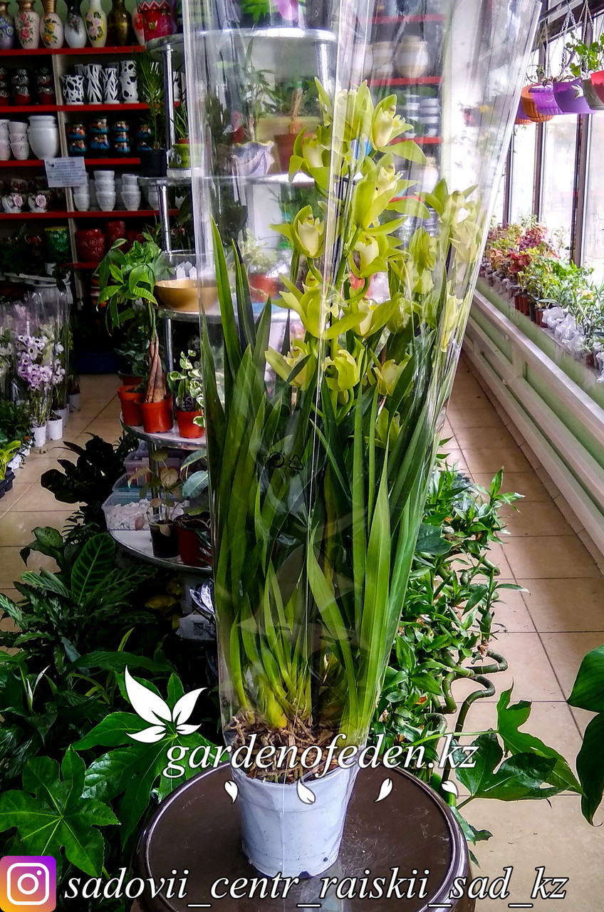 Орхидея "Цимбидиум" (в пластиковом транспортировочном горшке, под ...