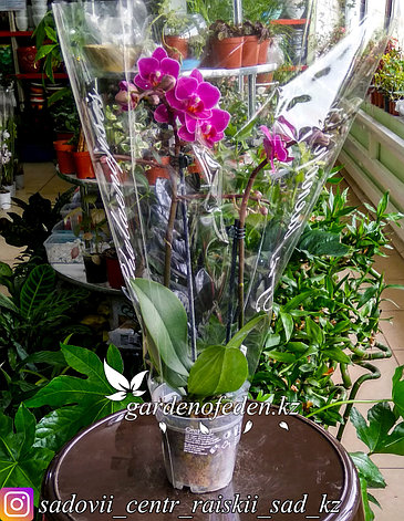 Орхидея "Фаленопсис" (в пластиковом транспортировочном горшке, под  стеклом), фото 2