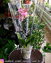 Орхидея "Фаленопсис Тайсуко Джаспер" (в пластиковом транспортировочном горшке, под  стеклом)