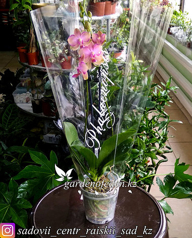 Орхидея "Фаленопсис Тайсуко Джаспер" (в пластиковом транспортировочном горшке, под  стеклом), фото 2