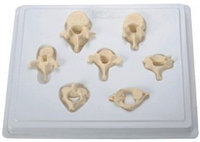 Модель «Позвонки в наборе» 7 шт.