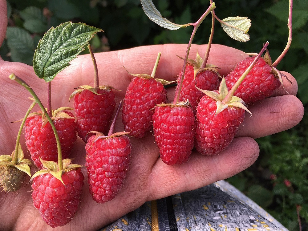 архиленд питомник растений. питомник школьный сад малина. саженцы в нижнем новгороде. питомник школьный сад в нижнем. автозавод питомник растений.