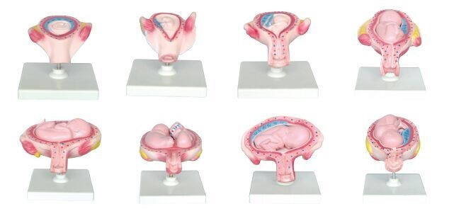 Развитие эмбриона (8 стадий) - фото 1 - id-p61330073