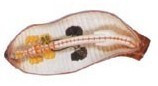 Модель дождевого червя - фото 1 - id-p61330383