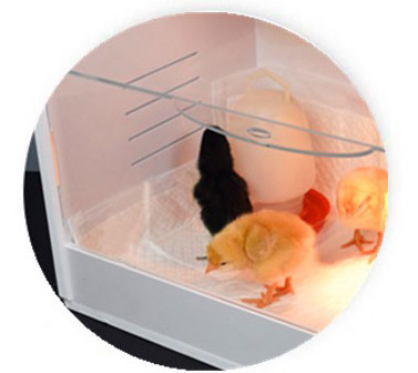 Стандартная комплектация брудера для цыплят включает кормушку и поилку