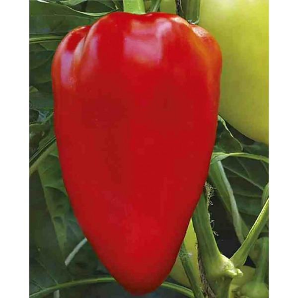 Семена перец сладкий Болгарец (1уп-50гр-8500шт)