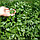Семена петрушка Итальянский гигант (1уп-100гр-90000шт), фото 2