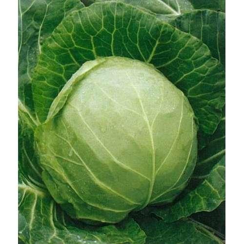Семена белокочанной капусты Пандион F1 2500шт. "Seminis"