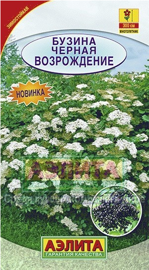 Семена. Бузина черная «Возрождение», 0,5 г