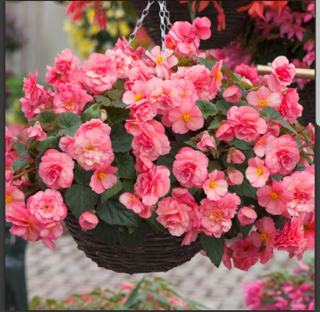 Sweetspice English Rose (с ароматом) N338
