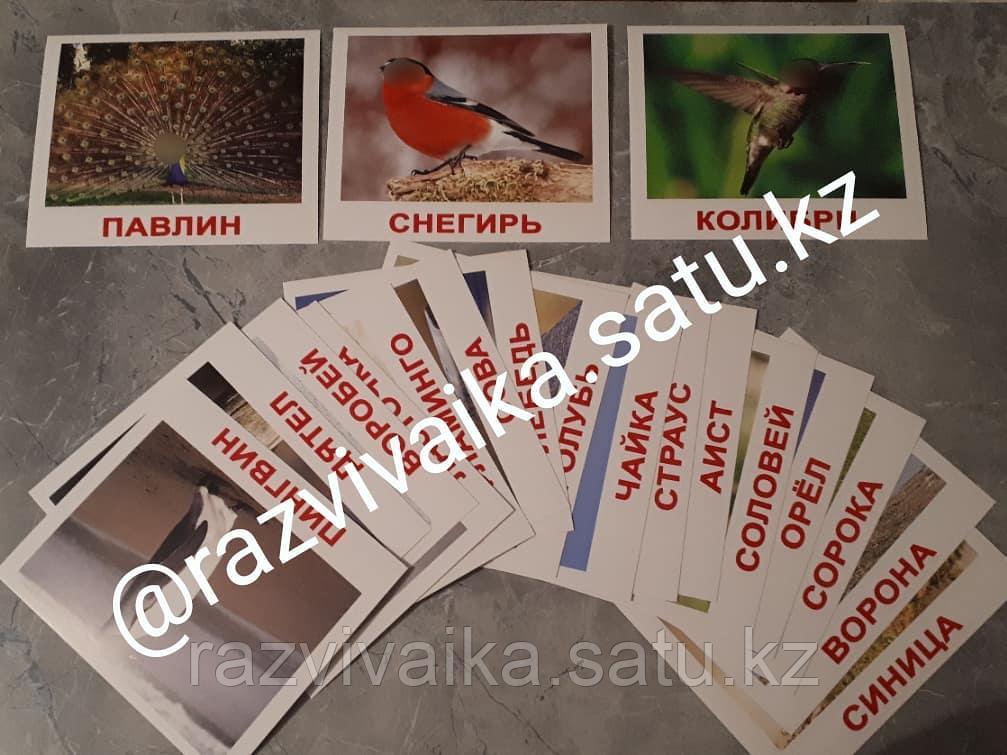 Птицы 20 карточек с фактами и заданиями 3 мес+ - фото 2 - id-p4188613