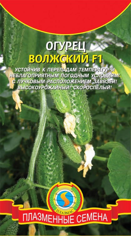 Огурец Волжский 7-10шт