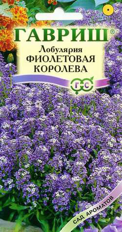 Лобулярия Фиолетовая королева 0,1-0,2гр