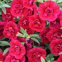 Mini Famous Double Dark Red  №413/  подрощенное растение