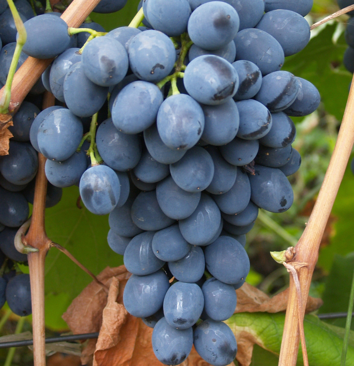 Саженцы винограда "Молдова". Резерв: 5шт.