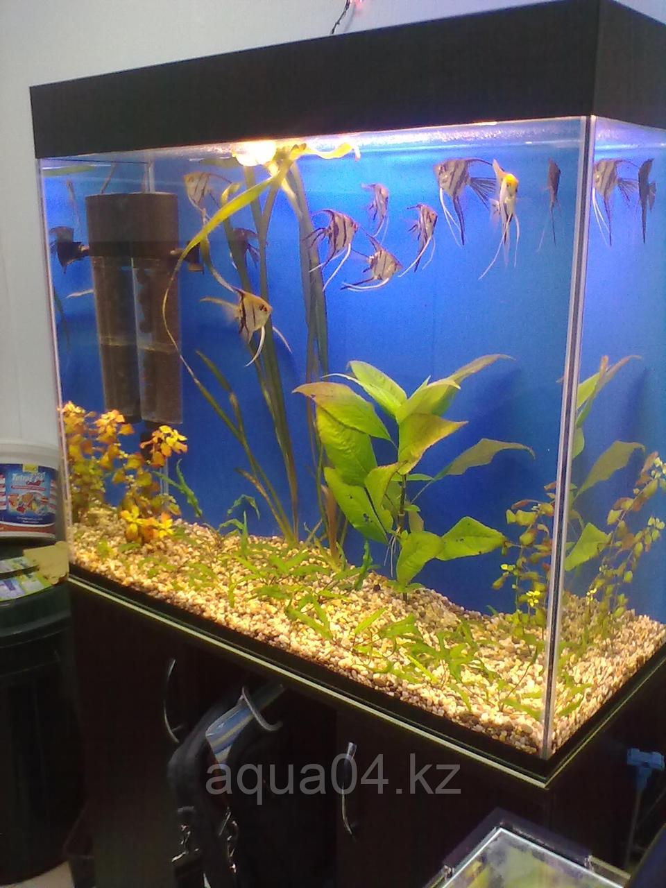 Изготовление аквариумов на заказ - фото 1 - id-p61702977