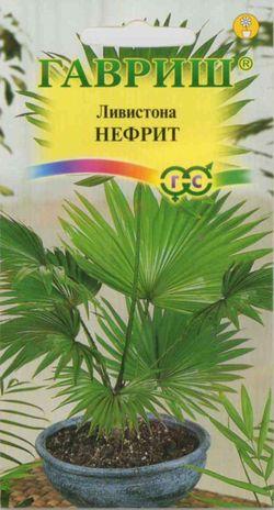 Ливистона Нефрит китайская 3шт